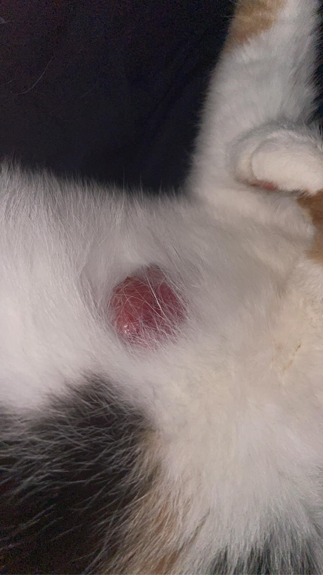 What to Do About a Lump on Your Cats Skin After a Broken Radius